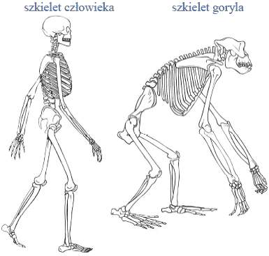 Zbiór Zadań Z Biologii Cke 2015 Dwmedpl Zbiór Zadań Z