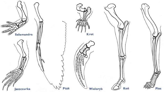 Podobieństwo schematu budowy kończyny przedniej organizmów płucodysznych.