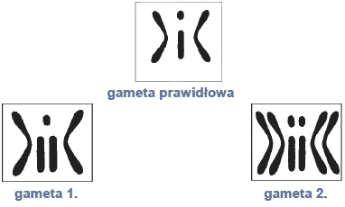 Kariotyp gamety. Mutacje w kariotypie.