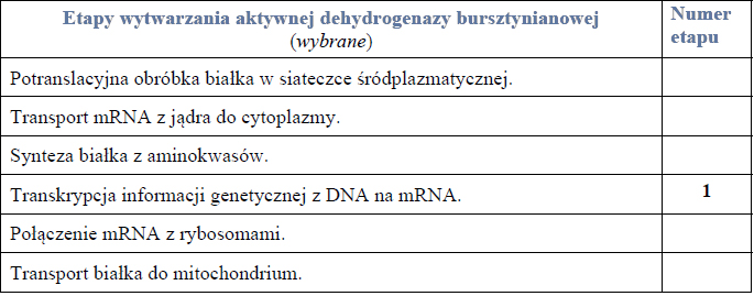 Etapy wytwarzania dehydrogenazy bursztynianowej.