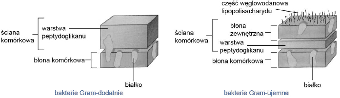 Różnica w budowie bakterii gram dodatnich i gram ujemnych.