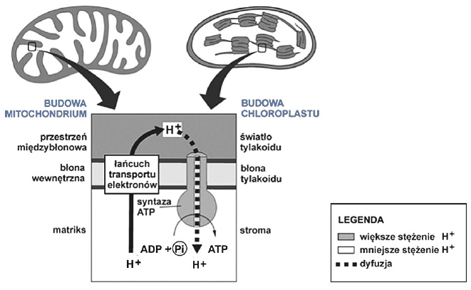 Endosymbiotyczne pochodzenie mitochondriów i chloroplastów.