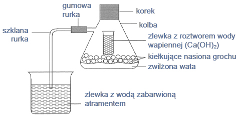 Procesy zachodzące podczas kiełkowania grochu.