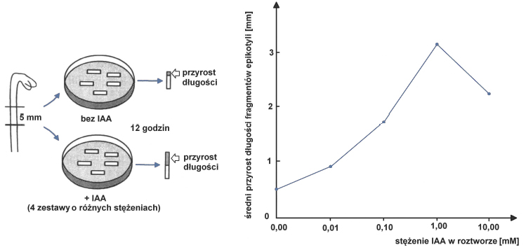 Wykres wpływu stężenia auksyn w roztworze na średni przyrost długości epikotyli.
