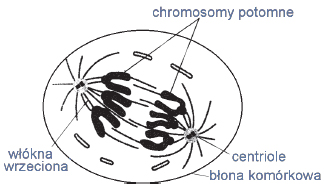 Rozejście się chromosomów w czasie mitozy.
