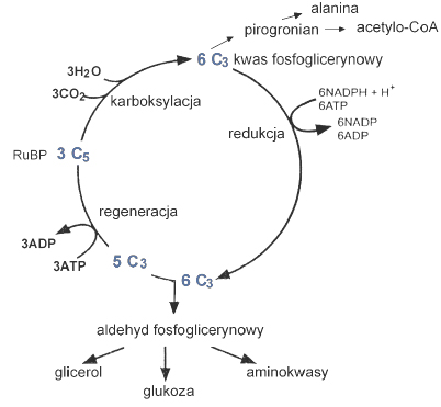 Związek cyklu Calvina z syntezą kwasów tłuszczowych.