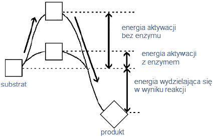 Kataliza reakcji. Wpływ enzymu na energię aktywacji.