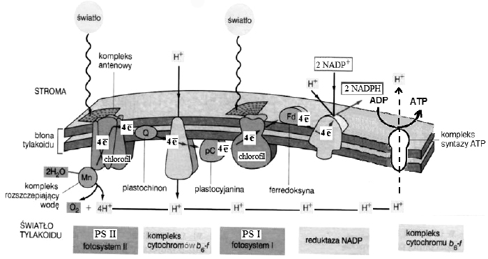 Transport elektronów w błonie tylakoidów.