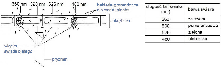 Doświadczenie ze skrętnicą.