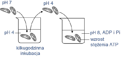 Inkubacja chloroplastów w roztworze o pH 4.