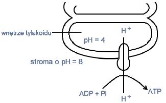 Inkubacja chloroplastów w roztworze o pH 4.
