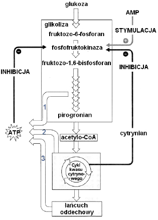 Schemat procesu oddychania komórkowego u organizmów jądrowych.