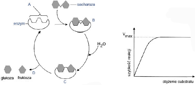 Hydroliza cukrów przy udziale enzymów.