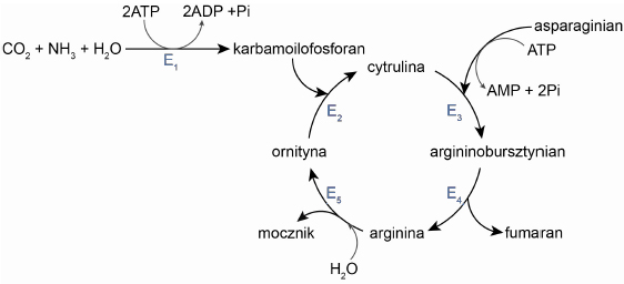 Schemat cyklu mocznikowego (ornitynowego).