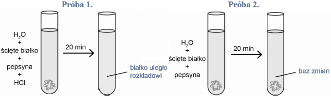 Optimum warunków dla działania ludzkiej pepsyny.