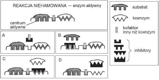 Regulowanie działania enzymów poprzez inhibitor.