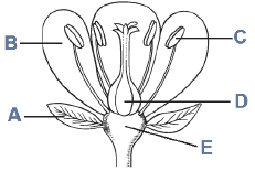 Ogólny schemat budowy kwiatu roślin okrytonasiennych
