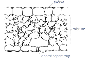 Cechy morfologiczne liści roślin okrtozalążkowych