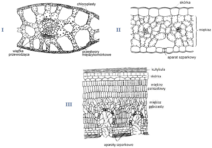 Adaptacje roślin w budowie morfologicznej do życia w różnych środowiskach
