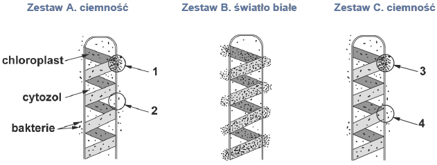 Taksja i jej rodzaje u bakterii.