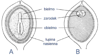 Budowa nasion oraz niezbędne czynniki do ich kiełkowania i rozwoju