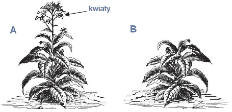 Warunki fotoperiodu przy rozwoju tytoniu