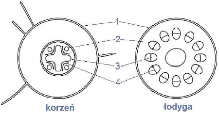 Schemat budowy anatomicznej korzenia i łodygi