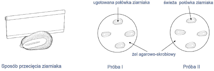 Rola płynu Lugola w doświaczeniu biologicznym