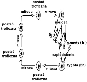 Zadanie 13.