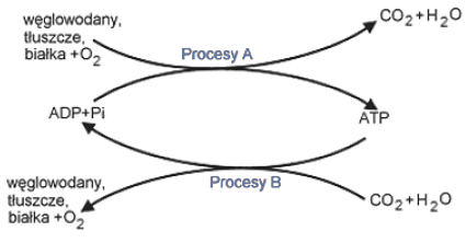 Uzyskiwanie ATP z węglowodanów, tłuszczy i białek.