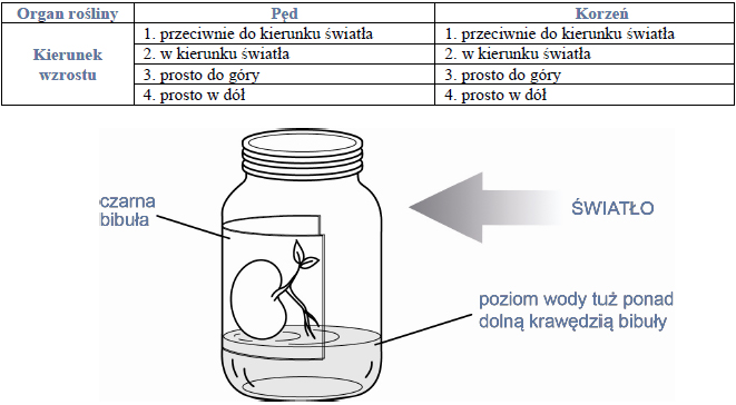 Wzrost kierunkowy rośliny pod wpływem bodźca świetlnego