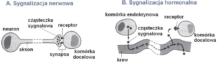 Hormonalny i komórkowy mechanizm pobudzania komórek docelowych.