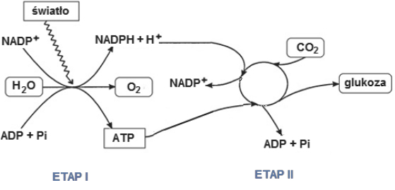 Jasna i ciemna faza fotosyntezy.