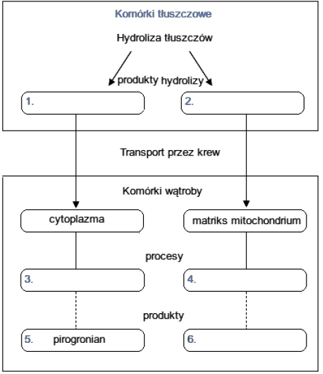 Trawienie i wchłanianie tłuszczy.