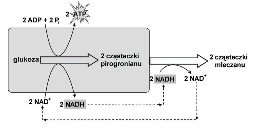 Zadanie 15.