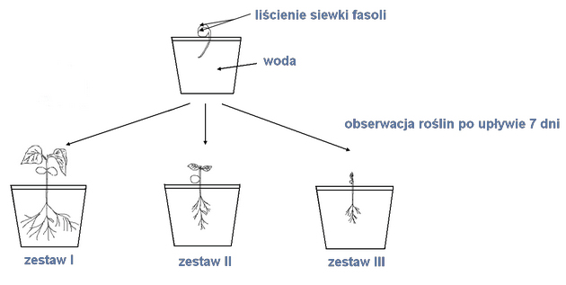 Rola liścieni w rozwoju siewki