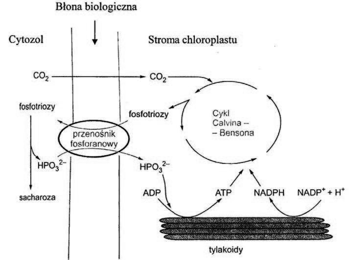 Znaczenie transportu fosfotrioz dla efektywnego zachodzenia fotosyntezy