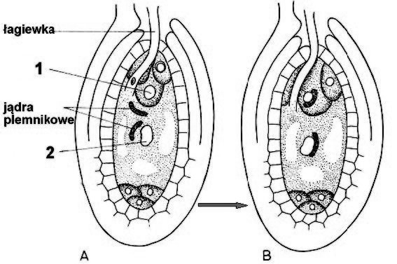 Podwójne zapłodnienie u roślin okrytozalążkowych