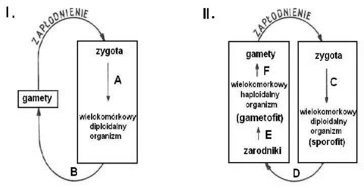 Znaczenie podziału redukcyjnego u roślin i zwierząt