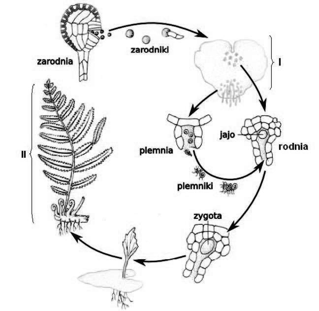 Cykl rozwojowy paprotki zwyczajnej
