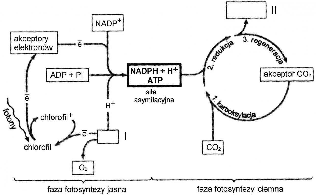 Faza jasna fotosyntezy oraz faza ciemna fotosyntezy