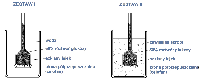 Dlaczego rośliny magazynują materiały zapasowe w postaci skrobi