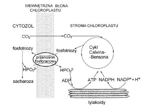 Znaczenie transportu fosfotrioz dla ciągłości procesu fotosyntezy