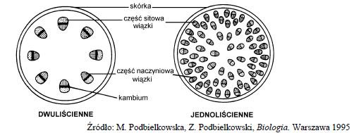 Budwa anatomiczna łodygi