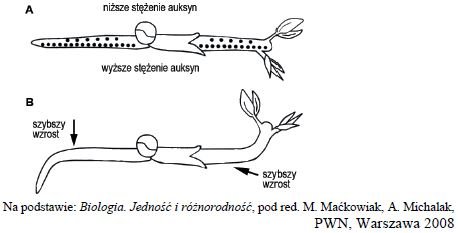 Reakcje geotropowe pędu i korzenia