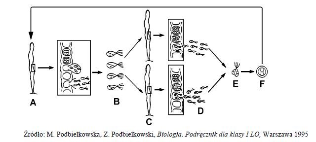 Przemiana pokoleń u taśmy morskiej