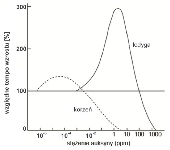 Wpływ auksyn na wzrost łodygi i korzenia.