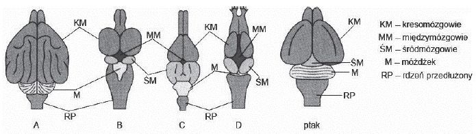 budowa mózgowia przedstawicieli różnych gromad kręgowców.