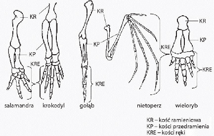 Budowa szkieletu kończyny przedniej kręgowców.
