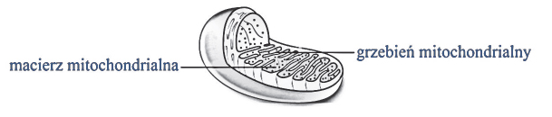 Budowa mitochondrium. Macierz mitochondrialna. Matrix. Grzebień mitochondrialny.